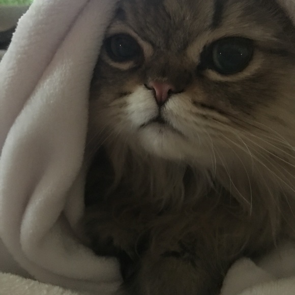 Meet your Posher, Sharon - Picture 4 of 16